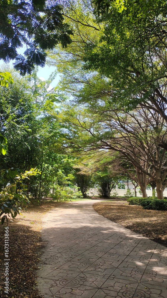 Fototapeta premium pathway in the park with large trees