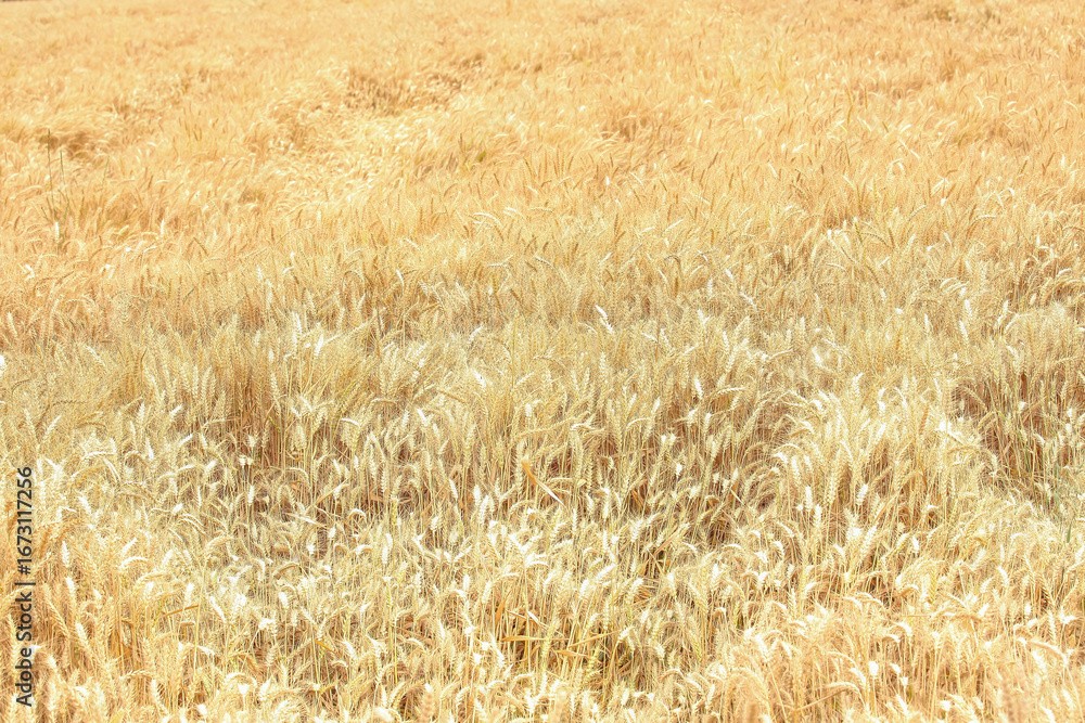 Fototapeta premium Mature golden wheat field ready for harvest in rustic outdoor agricultural landscape environment