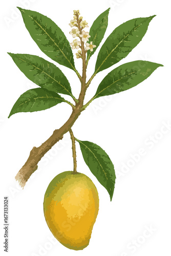 Mangifera indica