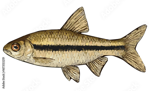 Rasbora lateristriata (ikan wader)