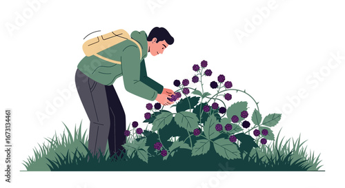 Man Harvesting Wild Berries From Bramble Bush in Green Jacket, Illustration