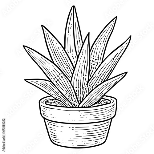 Agave Plant