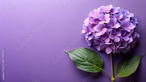 Single large purple hydrangea bloom with green leaves against a soft purple backdrop