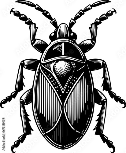 Detailed monochrome illustration of a shield bug with intricate patterns and segmented legs shown