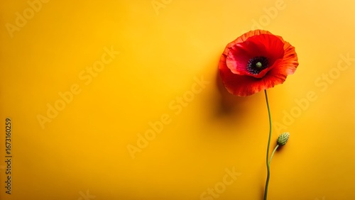 Vibrant red poppy bloom stands out against a bright yellow textured wall