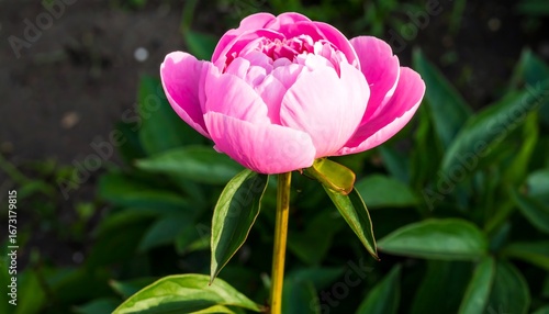 Wallpaper Mural Close-up of a vibrant pink peony Torontodigital.ca