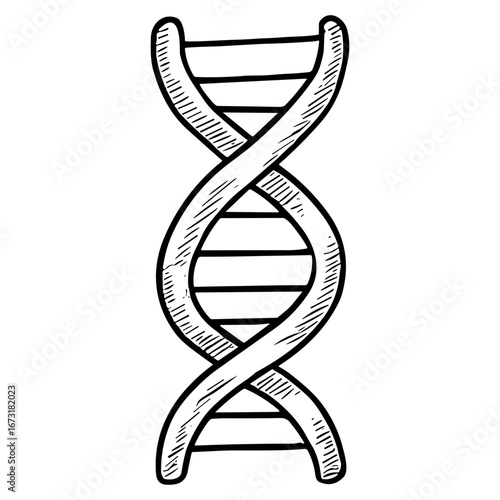 DNA Helix