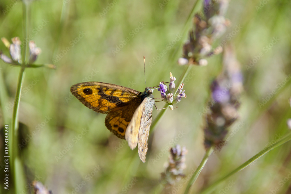 Fototapeta premium Orange butterfly on lavender blossoms collecting nectar, close-up of Argynnis species with detailed wings and natural summer meadow background