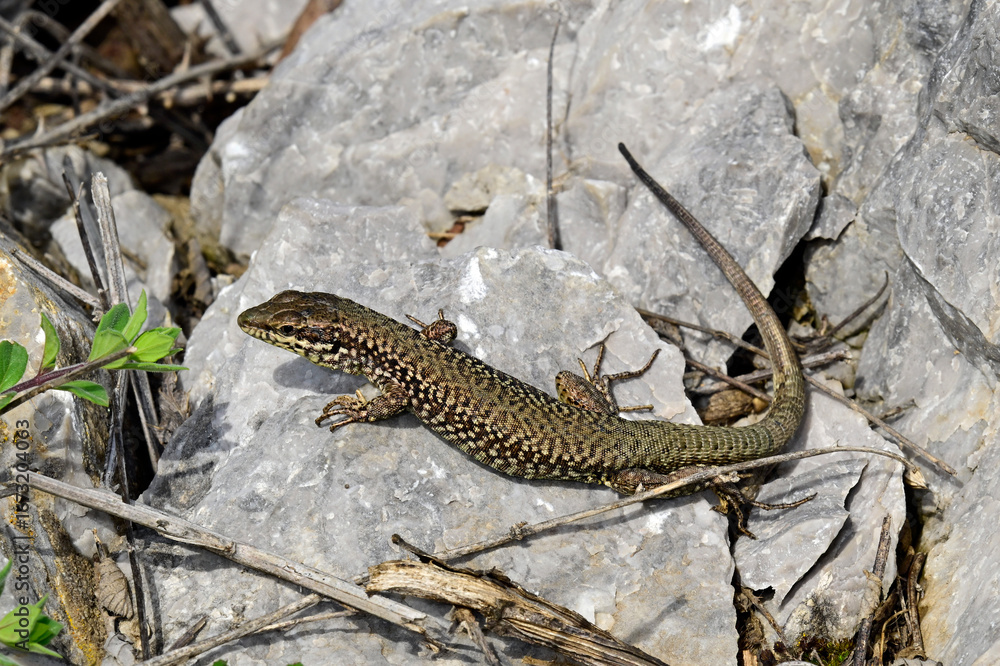 Naklejka premium Ägäische Mauereidechse // Erhard's wall lizard, Aegean wall lizard (Podarcis erhardii riveti) - Großer Prespasee, Albanien