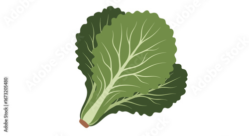 Fresh green leafy vegetable healthy food ingredient for cooking and salad preparation and nutrition