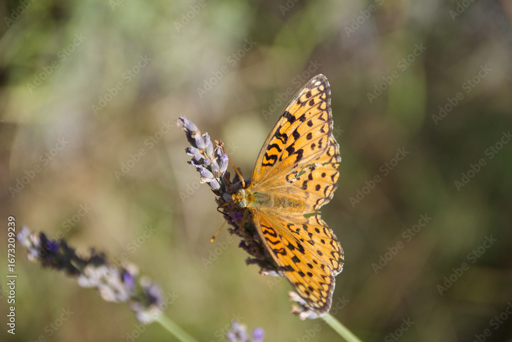 Obraz premium Orange butterfly on lavender blossoms collecting nectar, close-up of Argynnis species with detailed wings and natural summer meadow background