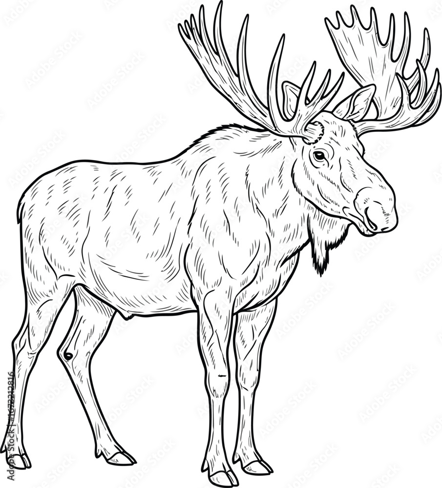 Fototapeta premium Detailed line drawing of a moose with large antlers