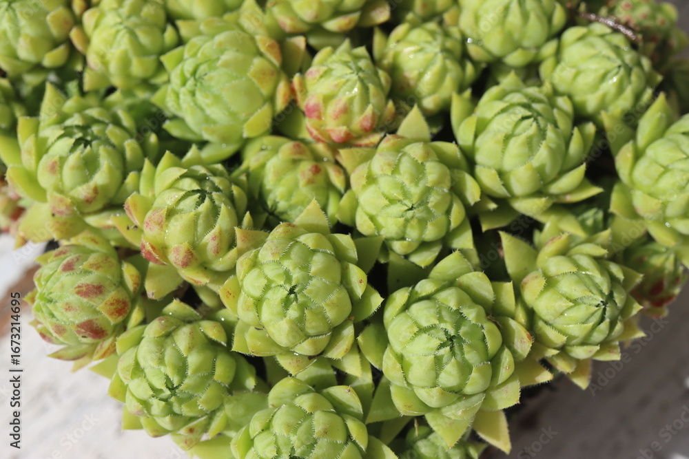 Obraz premium rojniczek sinoniebieski 