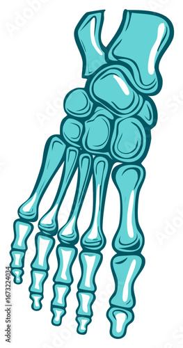 Vibrant blue stylized illustration of human foot skeleton bones anatomical diagram