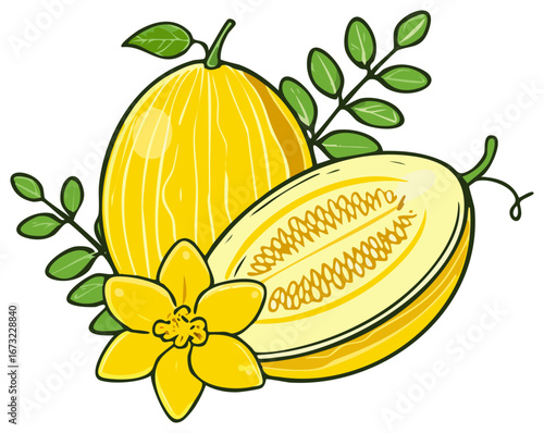 Illustration of ripe canary melons whole and sliced with leaves and flower