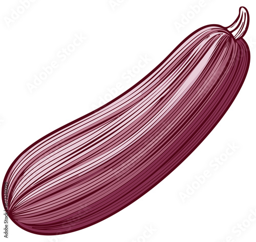 Detailed vector illustration of a fresh zucchini with a burgundy color gradient and engraved lines