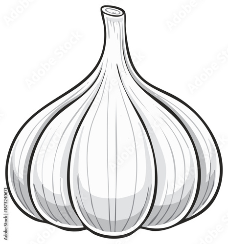 Healthy White Garlic Bulb With A Stalk And Outline Detail