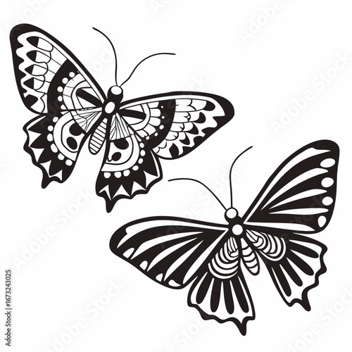 butterfly vector illustration