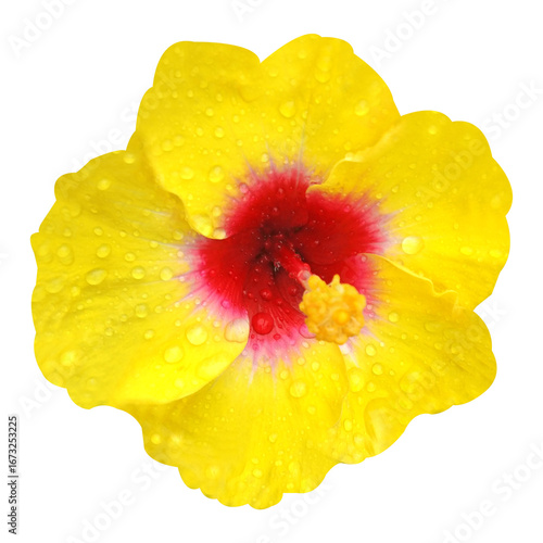 Wallpaper Mural Yellow Hibiscus Flower Image Torontodigital.ca