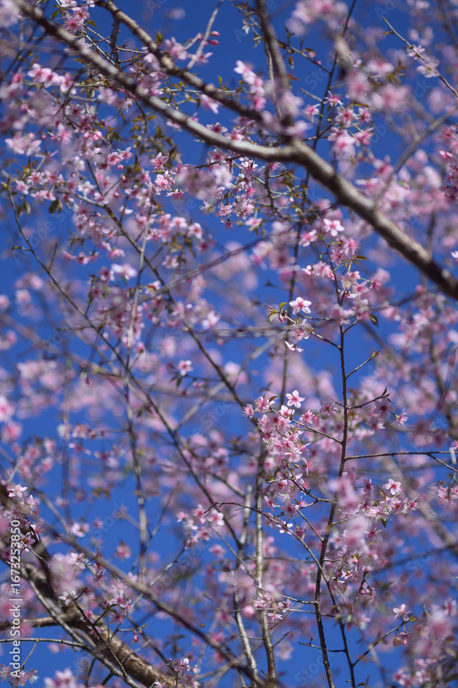Fototapeta premium cherry blossom in spring