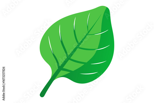 green leaf isolated on white