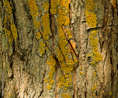 Texture of damaged bark with tree scratches. Close-up