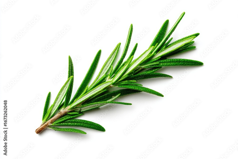 Fototapeta premium Rosemary sprig isolated on white