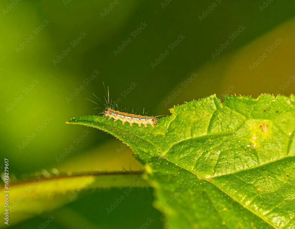 Obraz premium Close-up of a caterpillar on a leaf (1)