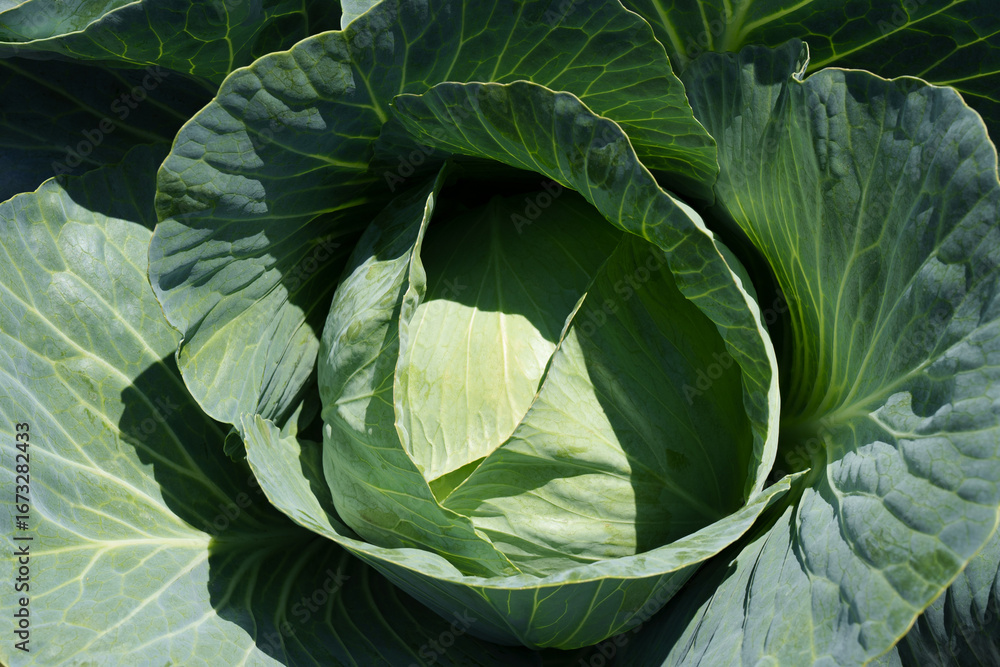 Obraz premium Ripe green cabbage head. Cabbage is growing.