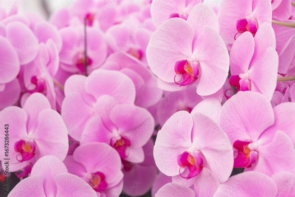 Obraz premium Pink Phalaenopsis Orchids Elegant Floral Close Up