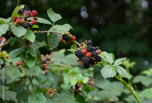ARCHED BRANCH OF RIPENING BLACKBERRIES AMIDST GREEN FOLIAGE LENS BOCCA EFFECT BACKGROUND 