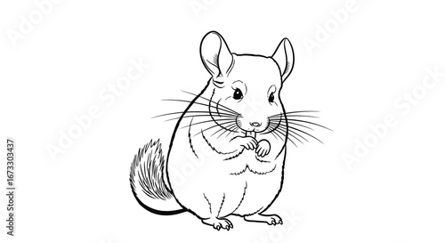 adorable chinchilla illustration line art, pet, rodent, animal drawing