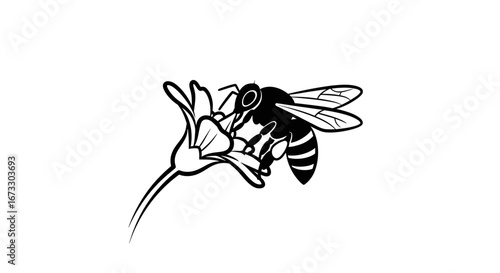 bee on flower black and white line art, nature, insect, pollination, spring