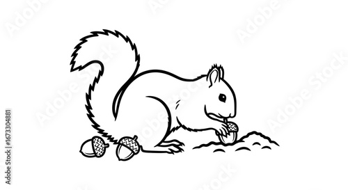 cute squirrel eating acorn line art, nature, wildlife, animal illustration, forest creature