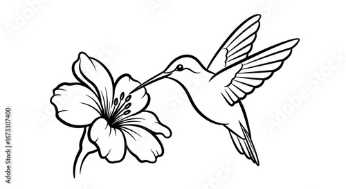 hummingbird flower line art drawing elegant nature illustration