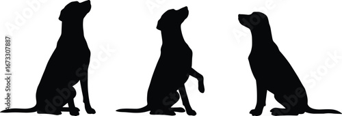 Silhouette of three sitting dogs, black dog vector illustration, pet training, obedient dogs, animal art, dog poses, minimalist black and white design