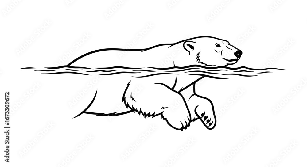 Obraz premium polar bear swimming in water, arctic animal, wildlife, nature illustration, black and white line art