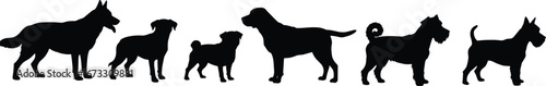 Silhouettes of different dog breeds standing side by side, various sizes and shapes, pet animals, canine diversity, vector illustration for stock content