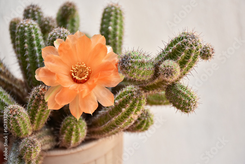 cactus in a pot