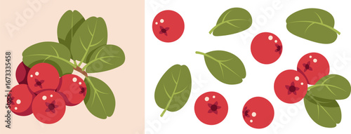 Lingonberry Design Elements Set Flat Vector Illustration. Berries and Leaves Isolated on White. Ideal for Scandinavian Themes, Autumn Decor, Eco Branding, Pattern, Print, Card Making, Poster, Sticker