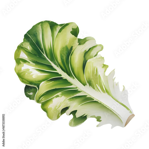 Watercolor illustration of a fresh green lettuce leaf isolated on transparent background