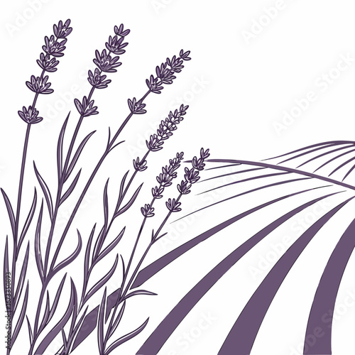 Purple lavender field with rolling hills and plants