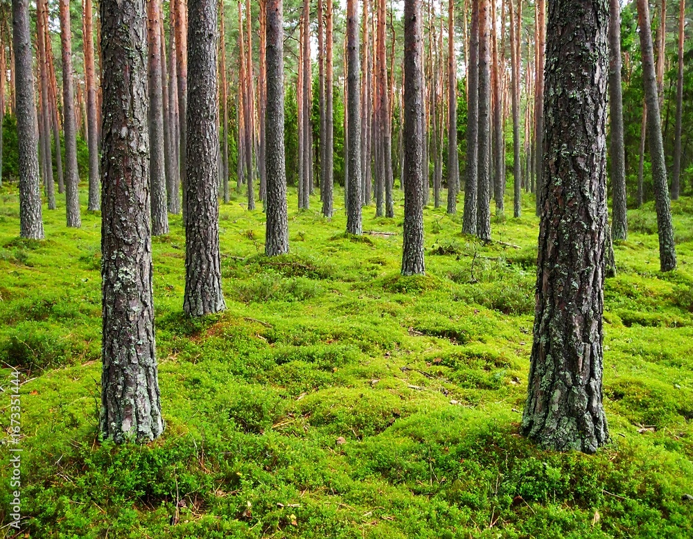 Naklejka premium Lush forest floor covered in vibrant moss, tall pine trees