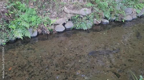 日本の川で泳ぐ鯉の群れ／A school of carp swimming in a Japanese river／일본 강에서 수영하는 잉어의 무리