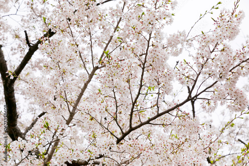 Fototapeta premium 桜