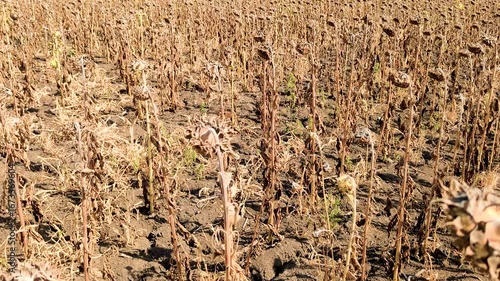 Heat, drought, lack of rain on a field of withered sunflowers. Global warming.