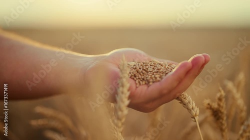 Human holding ripe golden wheat grains, closeup view in agricultural region. Farmer enjoying good harvest of cereals, future bread, organic food production in ecological farms, organic farming