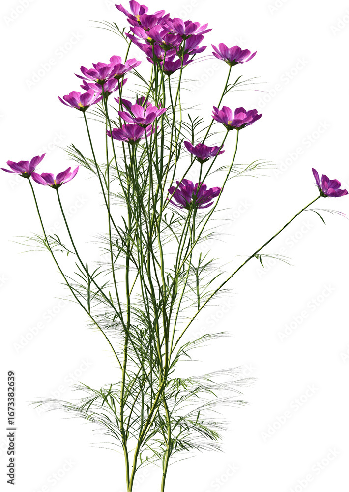 Fototapeta premium Transparent flower, plant, isolated, white, pink, nature, green, leaf, floral, purple, bloom, flowers, spring, white background, flora, blossom, petal, stem, summer, natural, bouquet, botanical