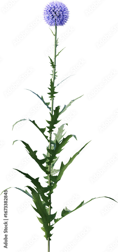 Naklejka premium Transparent flower, plant, isolated, white, pink, nature, green, leaf, floral, purple, bloom, flowers, spring, white background, flora, blossom, petal, stem, summer, natural, bouquet, botanical
