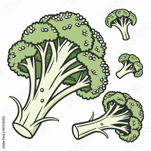 Illustration of fresh broccoli florets, a healthy nutritious vegetable